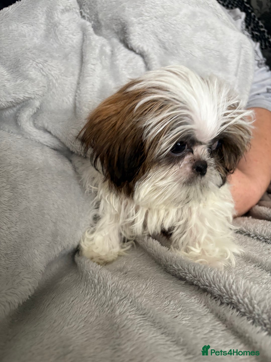 Shih Tzu dogs for sale: Shih Tzu One BOY left   - Image 7