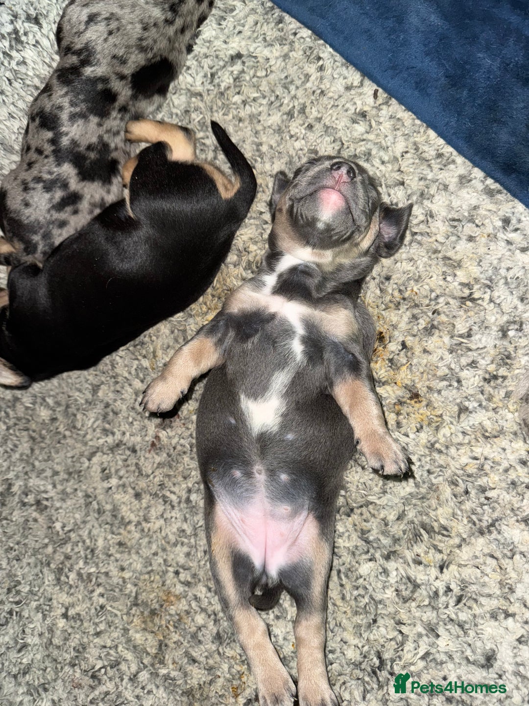 Mixed Breed dogs for sale: 🐾 Beautiful French Bull Weiners 🐾  - Advert 26