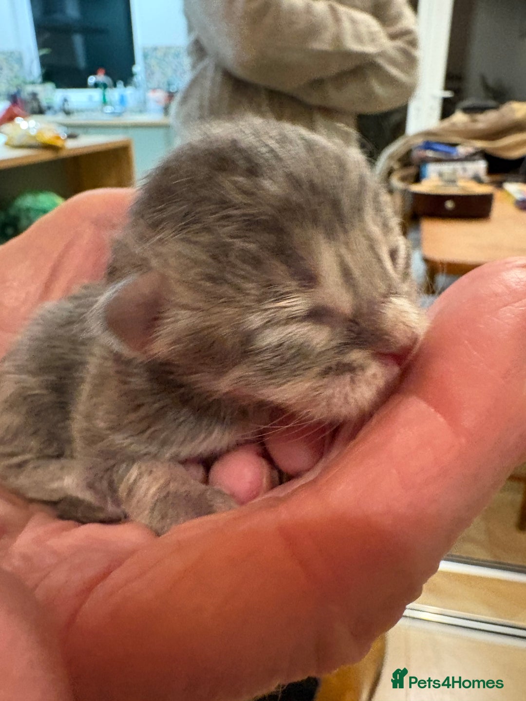 Maine Coon cats for sale: Maine Coon cuties - Advert 18