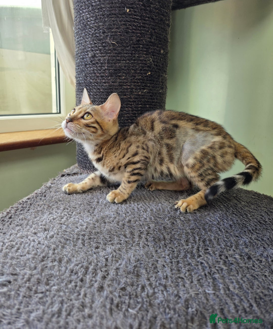 Bengal cats for sale:  Outstanding Quality Bengal kittens ready to leave - Image 10