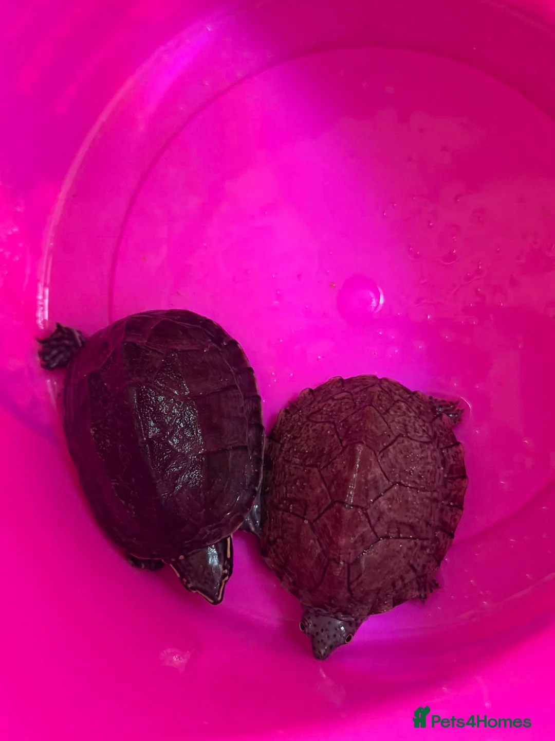 Turtle reptiles for sale: 2 musk turtles  in Grimsby - Advert 4