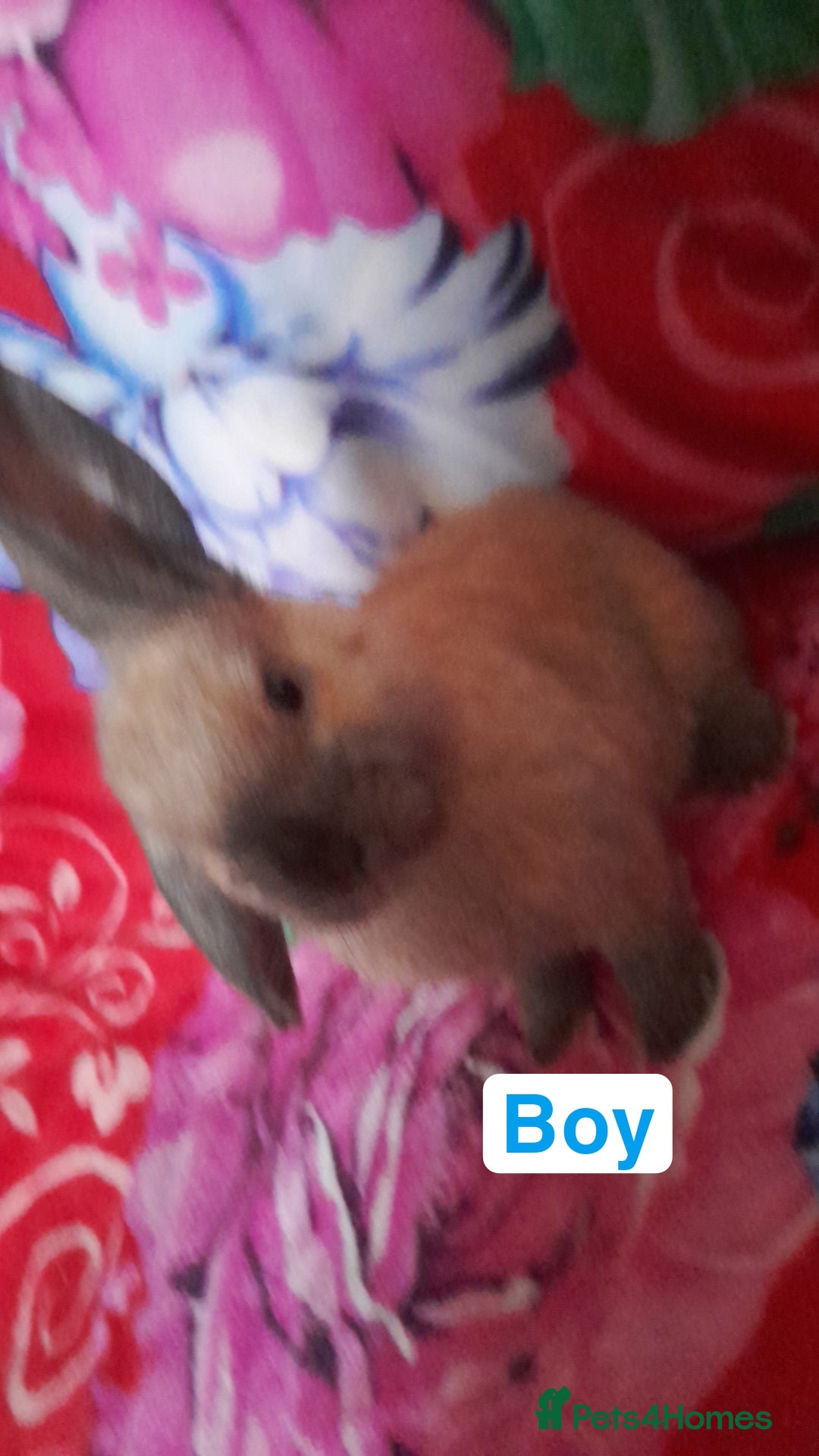 Mixed Breed rabbits Female and male rabbits - Advert 15