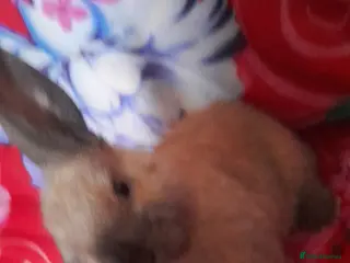Mixed Breed rabbits Female and male rabbits - Advert 15