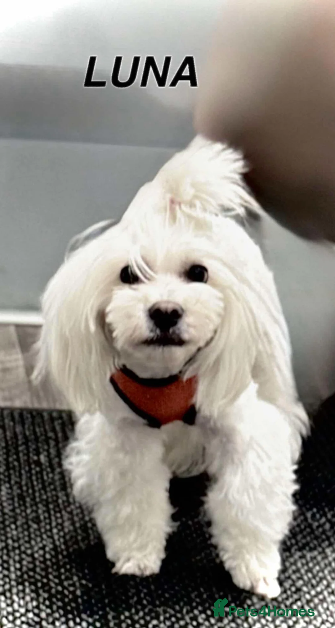 Maltipoo dogs for sale: Maltipoo F1 Toy - Advert 2