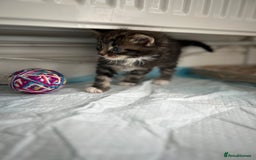 Maine Coon cats for sale: Gorgeous Maine Coon Cross Kittens - Image 9