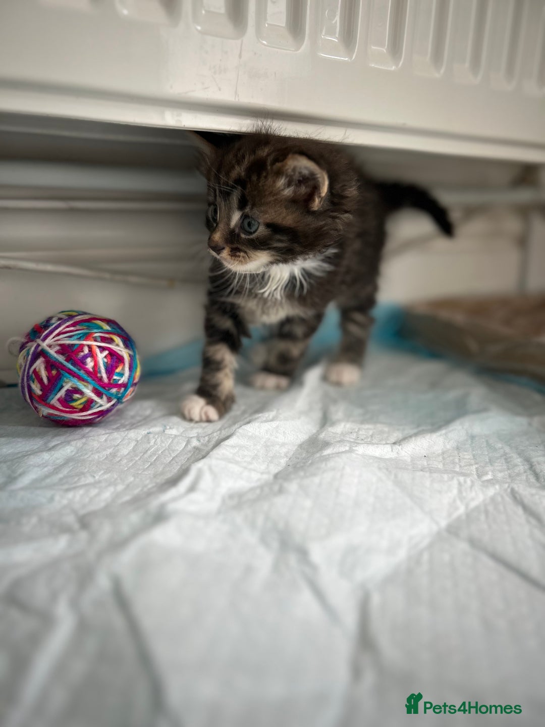 Maine Coon cats for sale: Gorgeous Maine Coon Cross Kittens - Image 9
