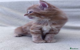 Mixed Breed cats for sale: Cute kittens looking for nice home  - Image 3