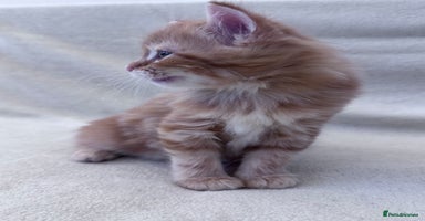 Mixed Breed cats - Advert 6