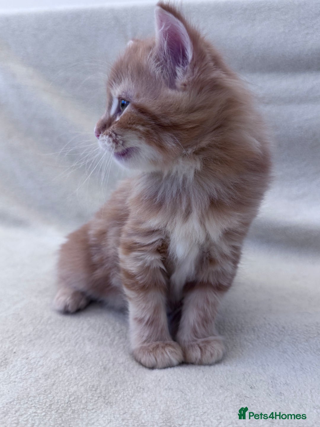 Mixed Breed cats for sale: Cute kittens looking for nice home  - Image 3