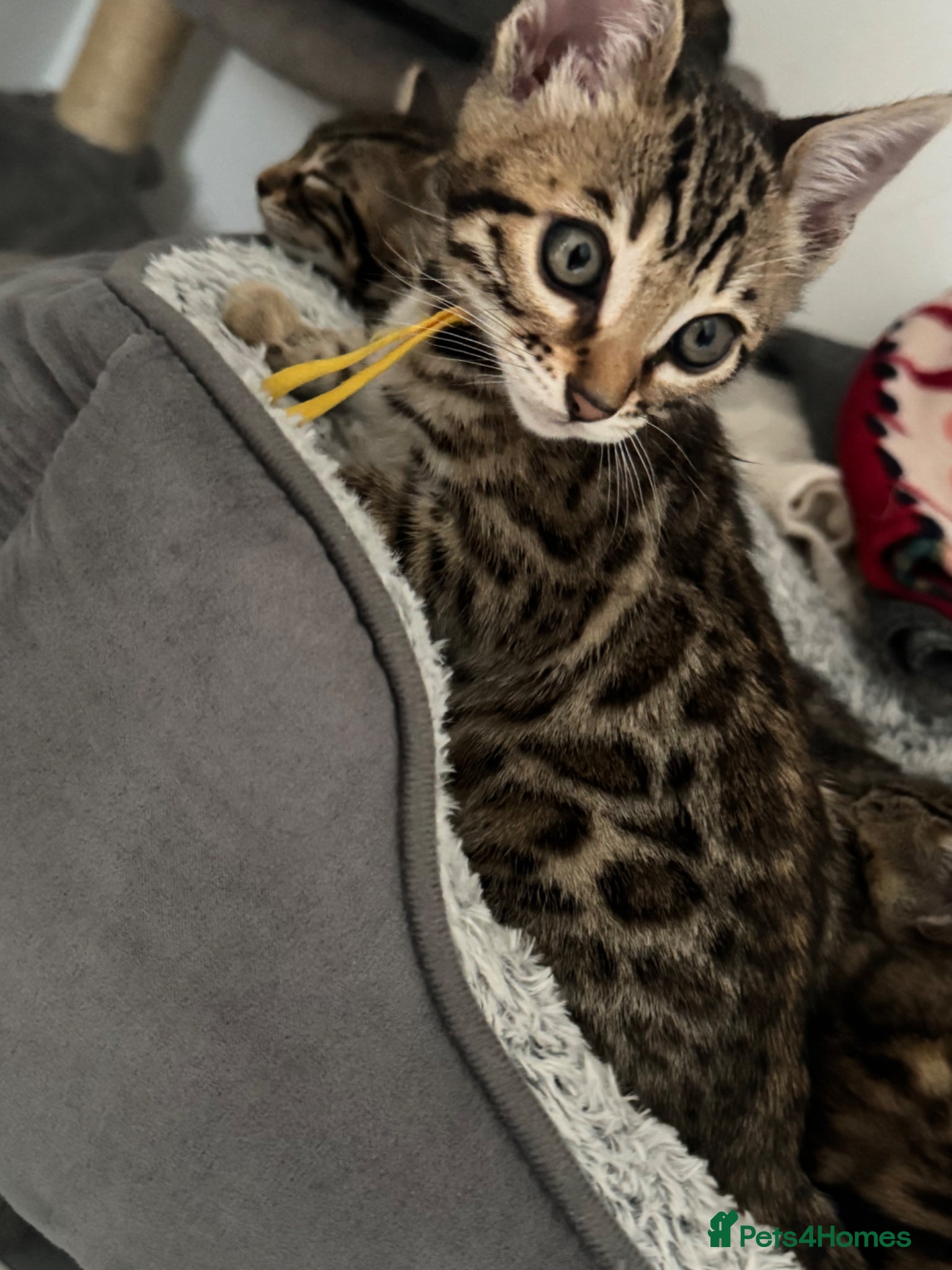 Bengal cats ✨Pedigree Kittens Looking For New Homes✨  - Advert 3