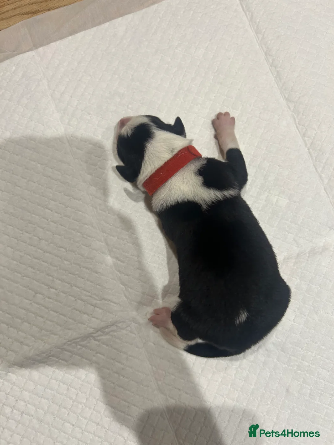 Border Collie dogs for sale: Working Border Collie puppies  - Advert 26