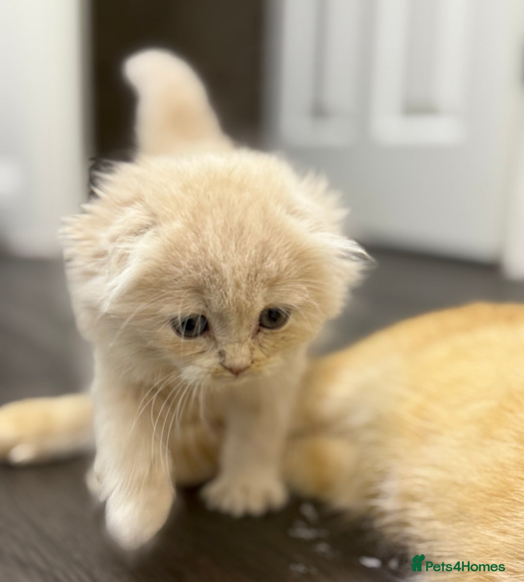 Scottish Fold cats for sale: Gorgeous ginger and creamy Scottish folds/straight - Image 8