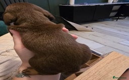 Dachshund dogs for sale: Dachshund puppies  - Image 4