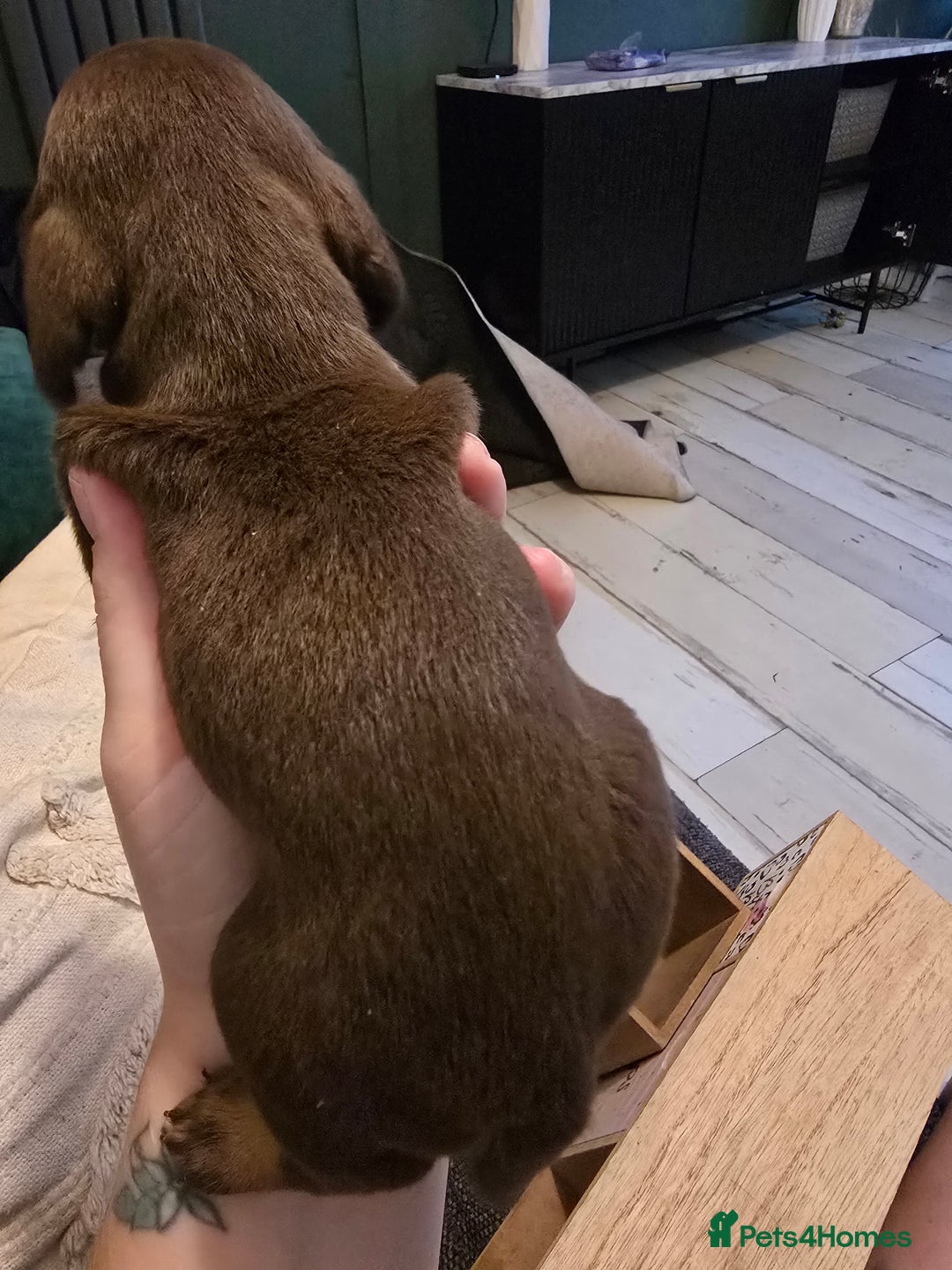 Dachshund dogs for sale: Dachshund puppies  - Image 4