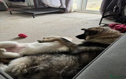 German Shepherd dogs for sale: ACE AND LUNA - Image 14