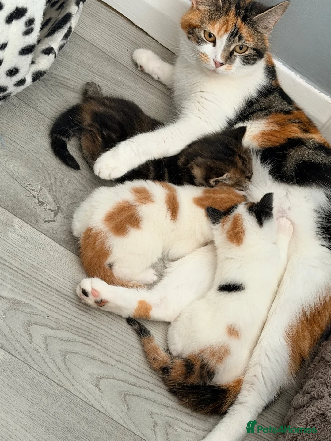 Domestic Shorthair cats for sale: Beautiful kittens looking for forever homes  - Advert 2