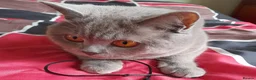 British Shorthair cats for sale: Beautiful Lilac Female British Shorthair 💜🐾 - Advert 4