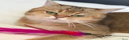 British Shorthair cats for sale: 🌟 Stunning Golden Queen–TICA ACTIVE Registered 🌟 - Advert 11