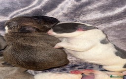 French Bulldog dogs for sale: French bulldog puppies - Image 8