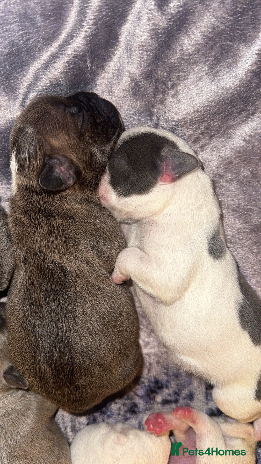 French Bulldog dogs for sale: French bulldog puppies - Image 8