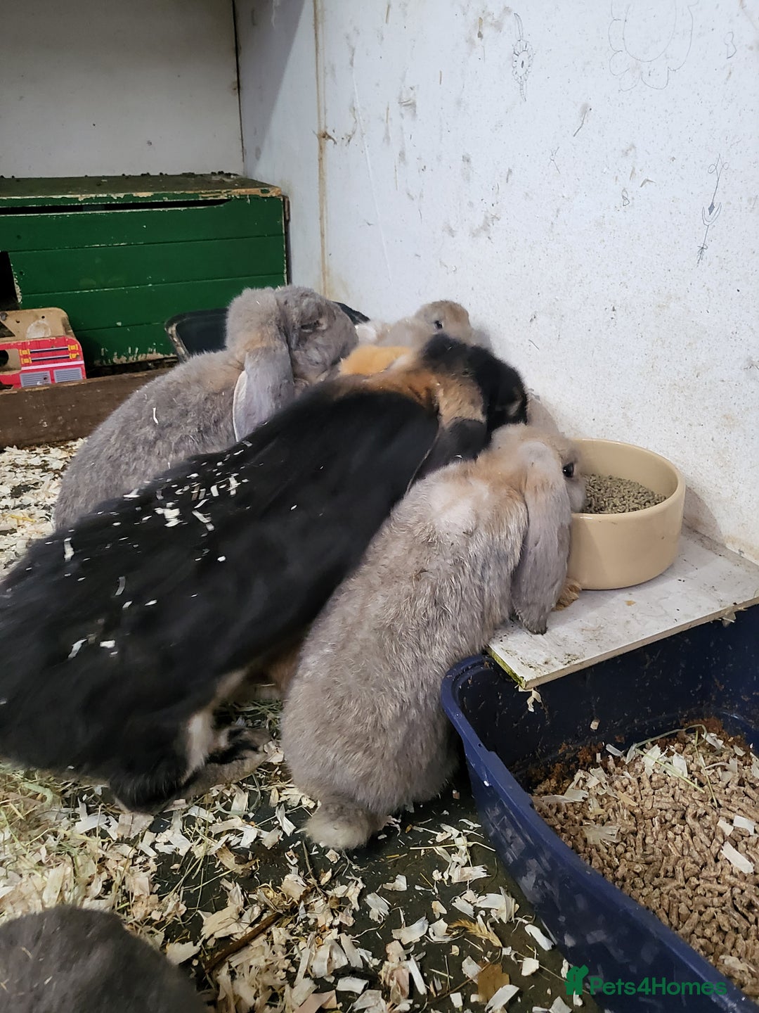 French Lop rabbits for sale: Giant French lops  - Image 16