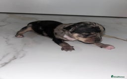 Chihuahua dogs for sale: 3/4 chihuahua 1/4 jack russell - Image 11