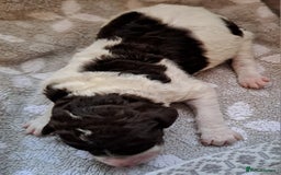 Labradoodle dogs for sale: Curly Coated Hypo-Allergenic Labradoodle Puppies   - Image 27