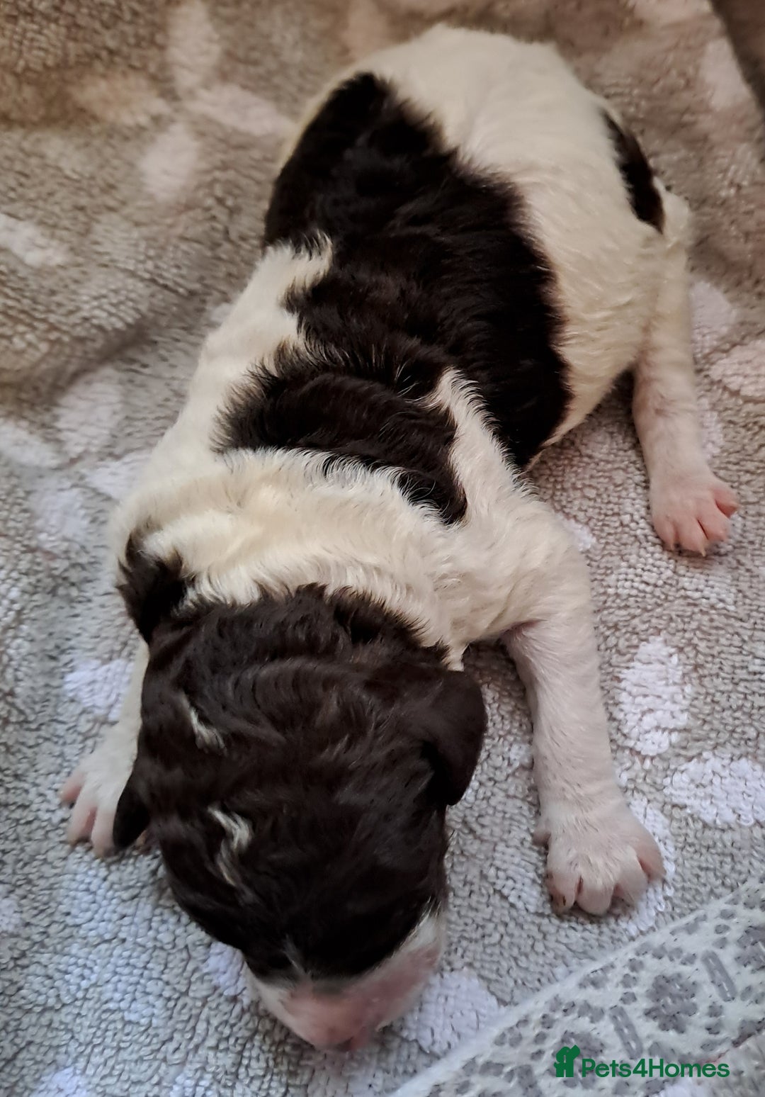 Labradoodle dogs for sale: Curly Coated Hypo-Allergenic Labradoodle Puppies   - Image 27