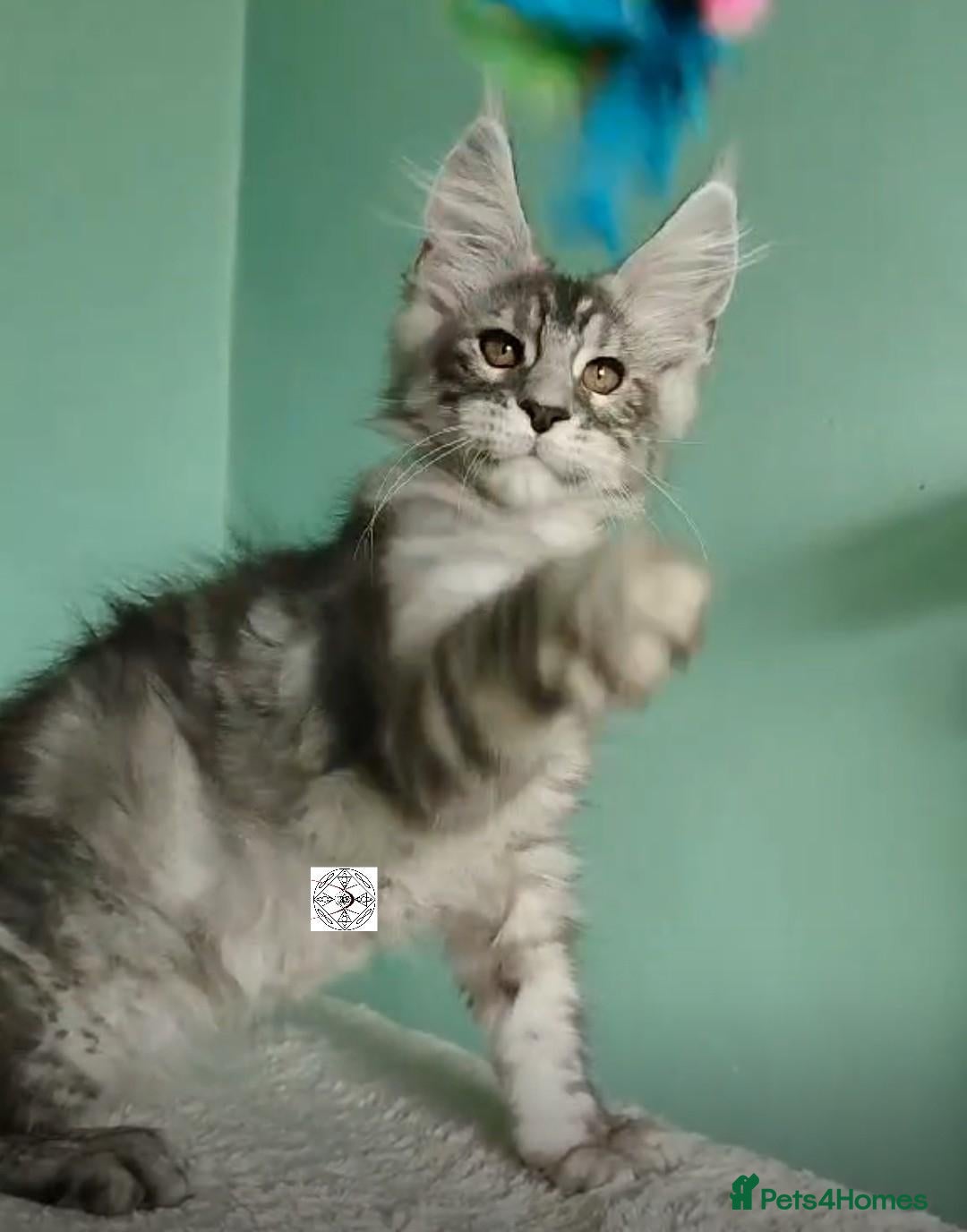 Maine Coon cats  XXL kittens ready to leave 😻 ❤️ - Advert 1