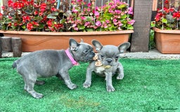 French Bulldog dogs for sale: Adorable Puppies Looking for a New Home! - Image 9