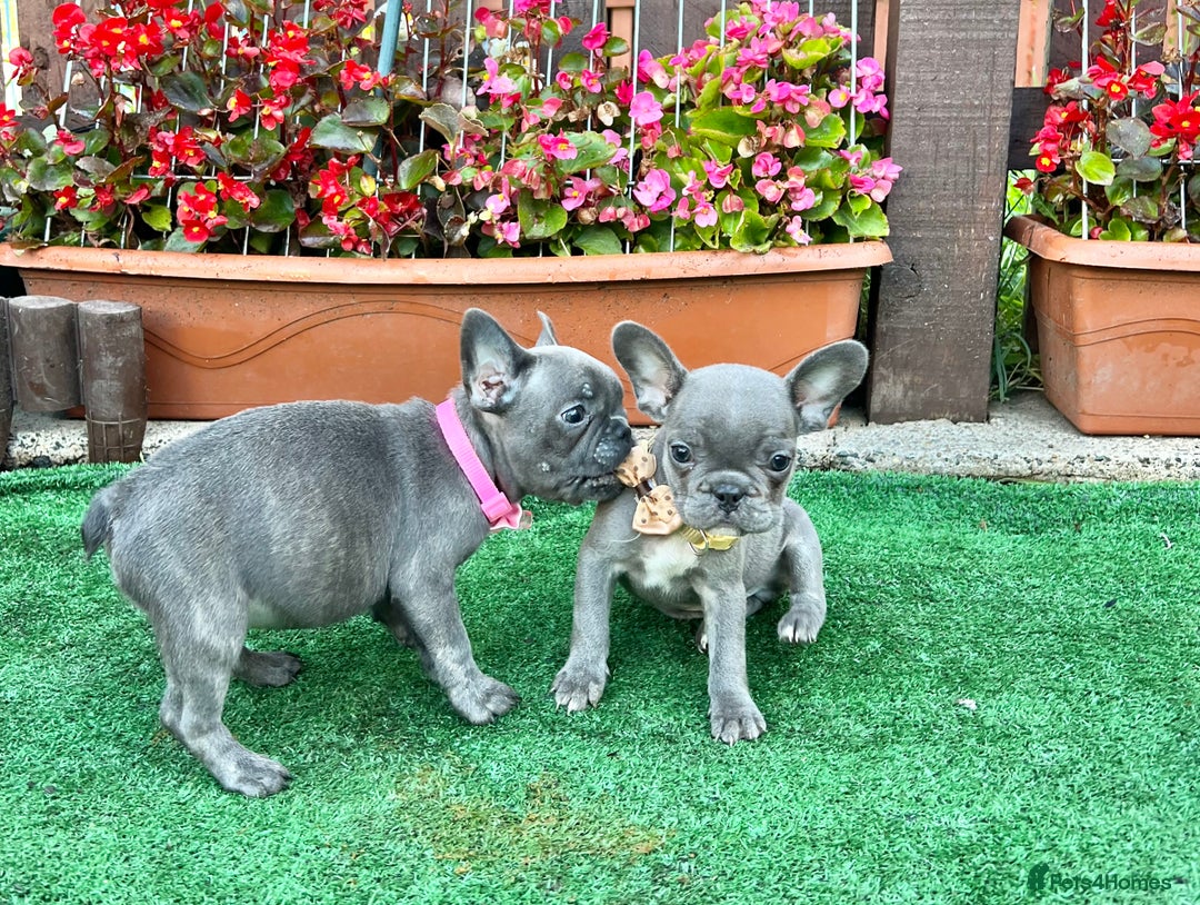 French Bulldog dogs for sale: Adorable Puppies Looking for a New Home! - Image 9