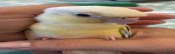 Conures birds for sale: Young hand reared super take green cheek conure  in London - Advert 1