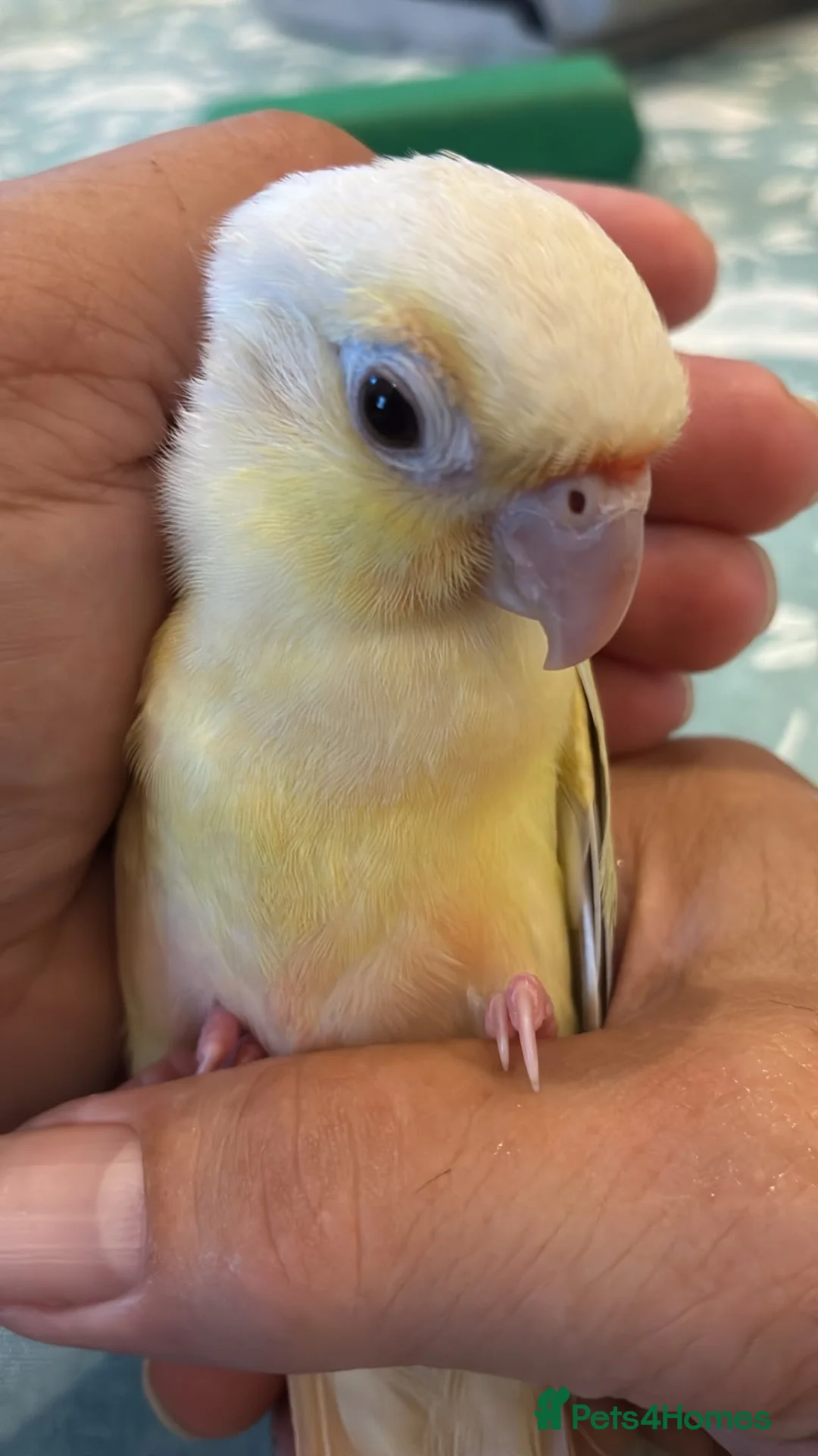 Conures birds for sale: Young hand reared super take green cheek conure  in London - Advert 1