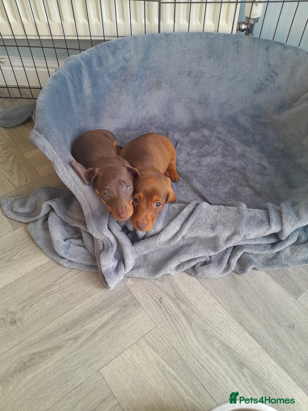 Miniature Dachshund dogs for sale: Miniature Dachshunds  in Diss - Image 8