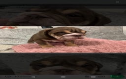 English Bulldog dogs for sale: Lilac male English bulldog - Image 4
