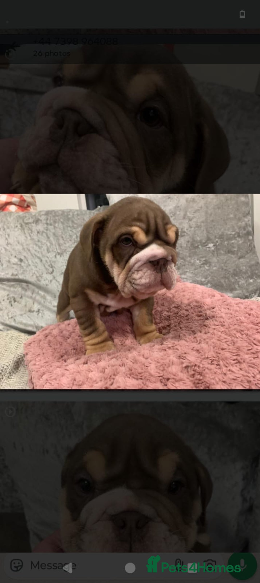 English Bulldog dogs for sale: Lilac male English bulldog - Image 4