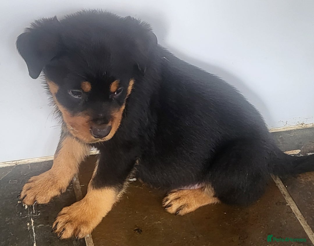 Rottweiler dogs for sale: Chunky Rottweiler Puppies  - Image 36