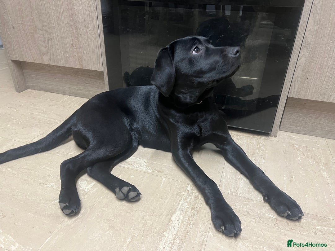 Labrador Retriever dogs for sale: Amy - stunning puppy  - Advert 2