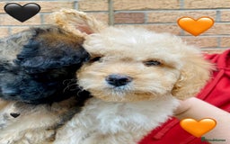 Cavapoo dogs for sale: 💖 Top Quality F1B Cavapoo Puppies DNA TESTED 💖 - Image 11