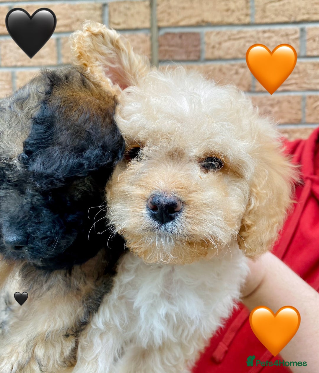 Cavapoo dogs for sale: 💖 Top Quality F1B Cavapoo Puppies DNA TESTED 💖 - Image 11