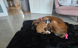 Boxer dogs for sale: KC PEDIGREE BOXER PUPPIES  - Image 38