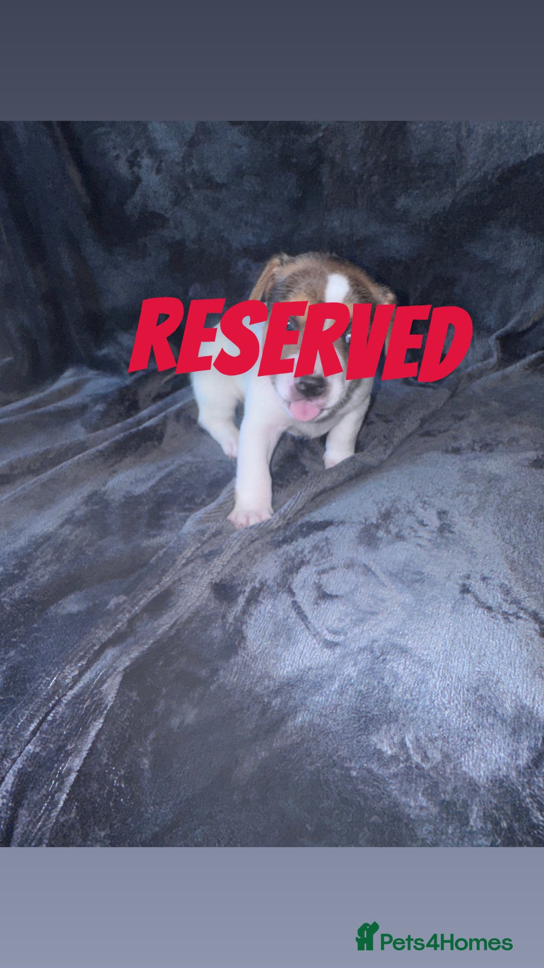Mixed Breed dogs for sale: 2 MALEs LEFT. Ready to leave. Jack Russell cross - Image 11