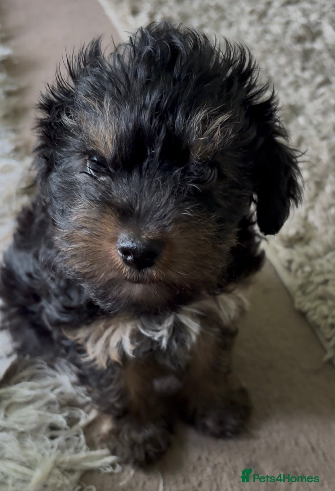 Yorkiepoo dogs for sale: 1x Yorkiepoo F2 Girl Puppy remaining  - Image 15