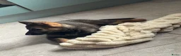 German Shepherd dogs for sale: Ms Kira - Advert 2