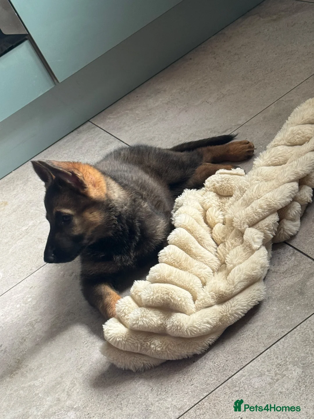 German Shepherd dogs for sale: Ms Kira - Advert 2