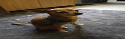 Chihuahua dogs for sale: WAGGLES  in Dagenham - Advert 4