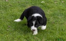 Border Collie dogs for sale: Border Collie Pups N/Wales - Image 3