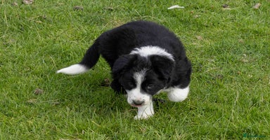 Border Collie dogs - Advert 5
