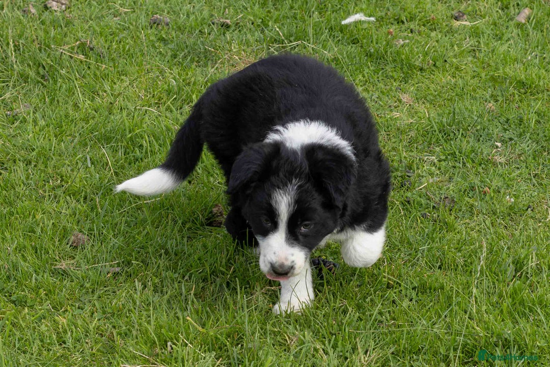 Border Collie dogs for sale: Border Collie Pups N/Wales - Image 3