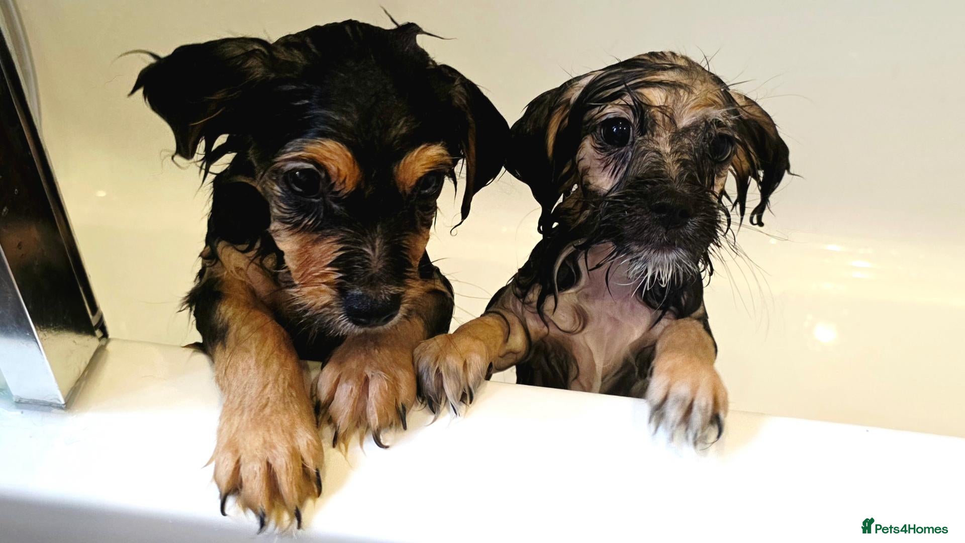 Mixed Breed dogs Beautiful Shorkie-Poo / Pom-Poo Puppies - Advert 6